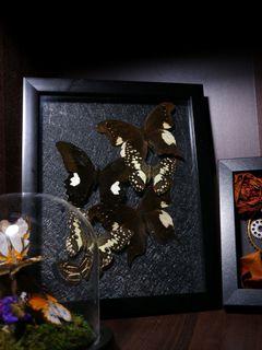 6 Taxidermy Black Butterflies in Frame