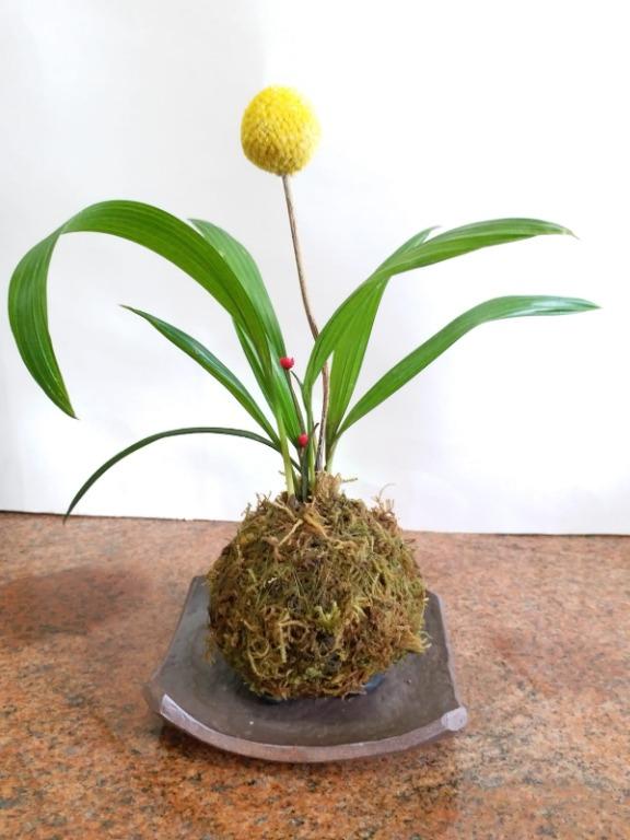 苔玉 蒲葵 植物苔球 陶碟 傢俬 家居 Gardening Plants Carousell
