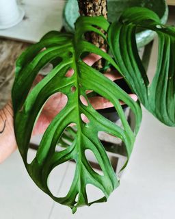 (Category: ) located in . Submitted by theaccidentalplanter (Listing ID 1074473557, Image 1). Description: .