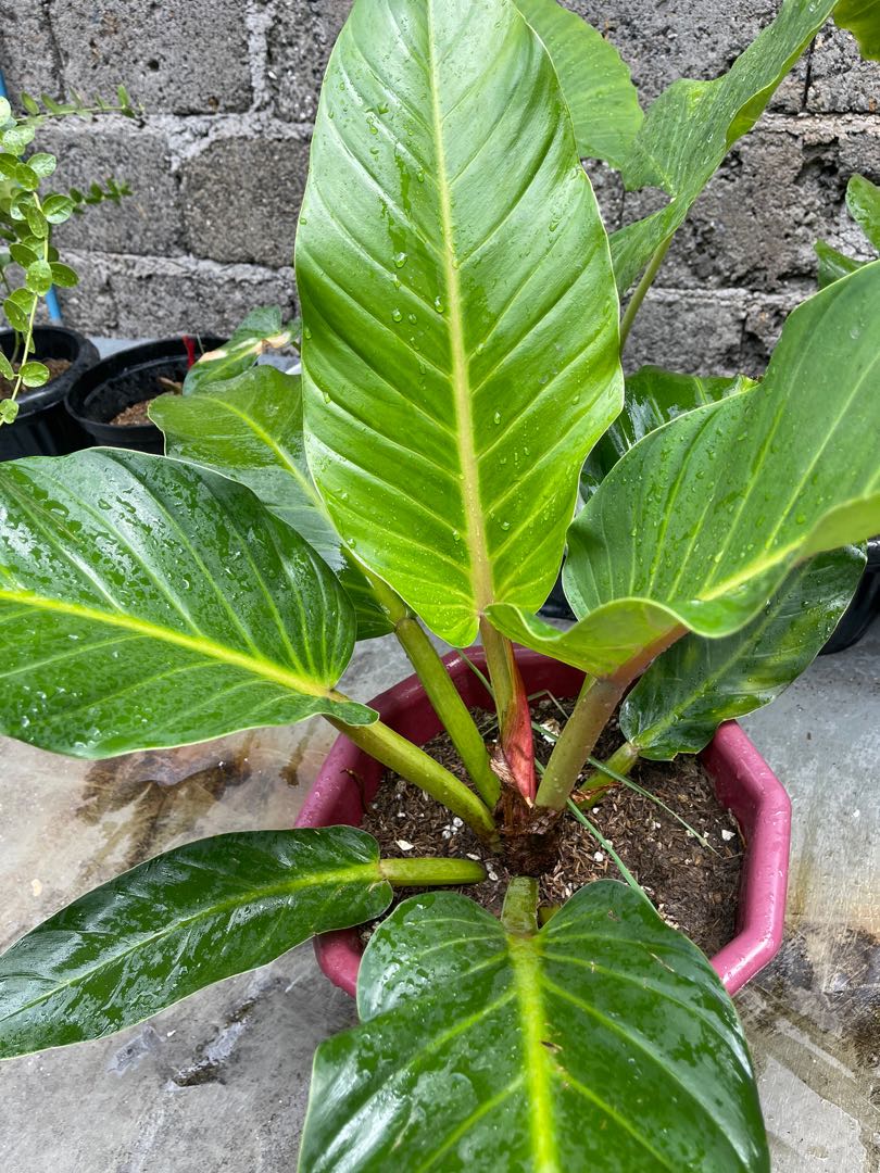 Philodendron Melinonii Xxl Furniture Home Living Gardening Plants Seeds On Carousell