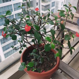 (Category: ) located in . Submitted by summer_leaf_ (Listing ID 1074502753, Image 1). Description: .