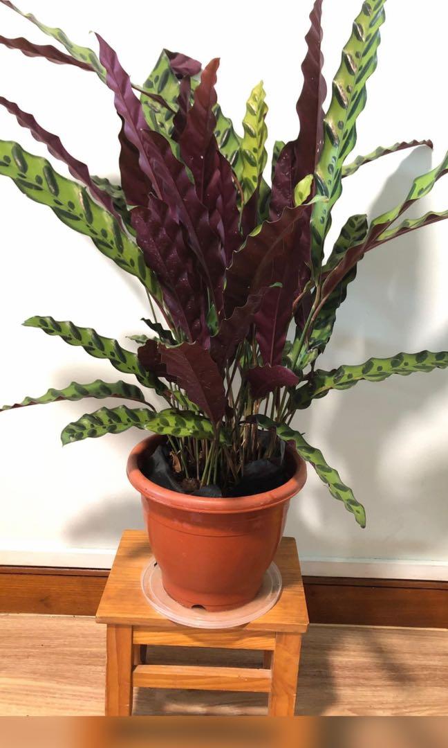 XL Calathea Rattlesnake, Furniture & Home Living, Gardening, Plants