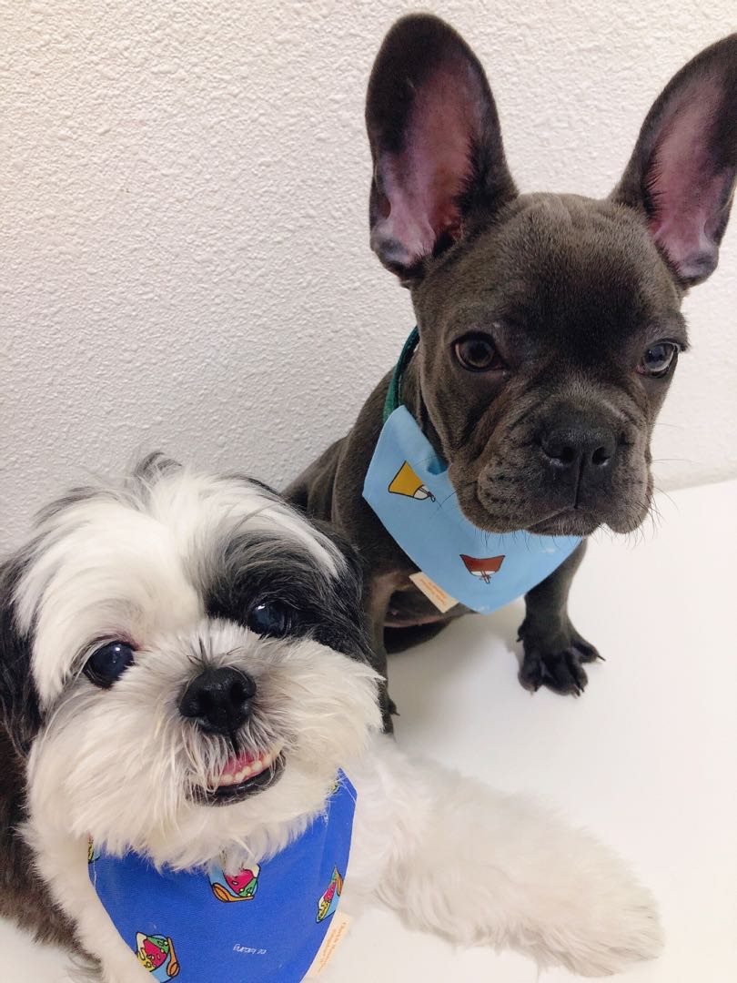 Affordable dog boarding online