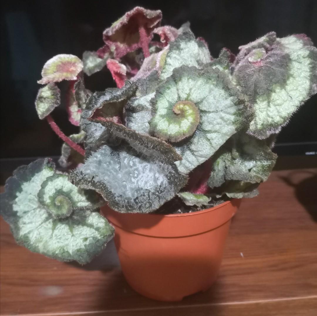 Begonia Escargot Holland Furniture Home Living Gardening Plants Seeds On Carousell