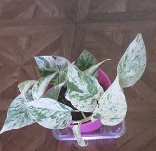 (Category: ) located in . Submitted by klsl883 (Listing ID 1074676815, Image 1). Description: .