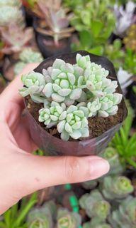 50-75 only. Succulents Available Shopee Checkout