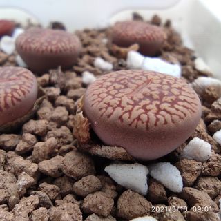 （分類：）位於 。 由 qookids 提交（商品編號 1073806698，圖片 1）。簡介： 。