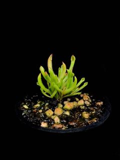 （分類：）位於 。 由 crotalusleon 提交（商品編號 1074910123，圖片 1）。簡介： 。