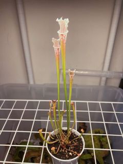 （分類：）位於 。 由 crotalusleon 提交（商品編號 1074910395，圖片 1）。簡介： 。