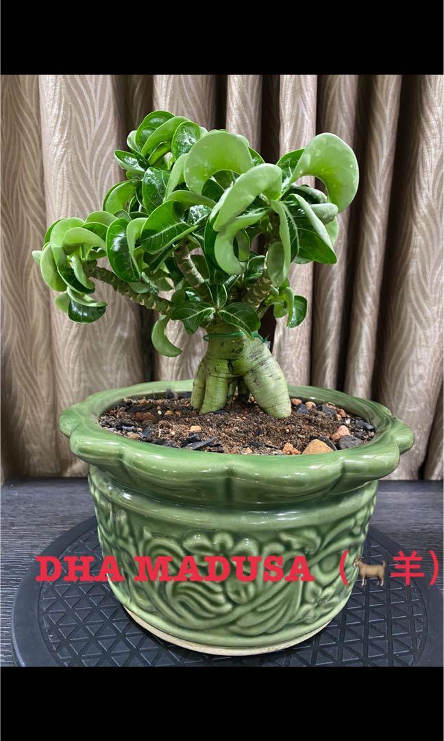 Adenium名种富贵花 Dha Manusa 羊 Gardening Plants On Carousell
