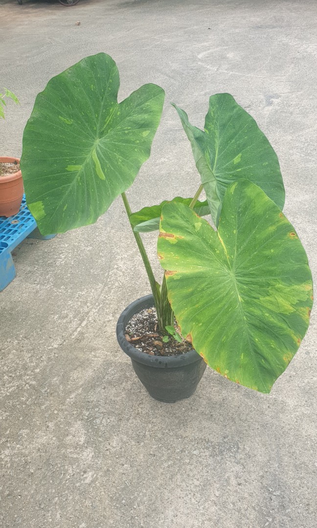 alocasia Lemon, Furniture & Home Living, Gardening, Plants & Seeds on ...