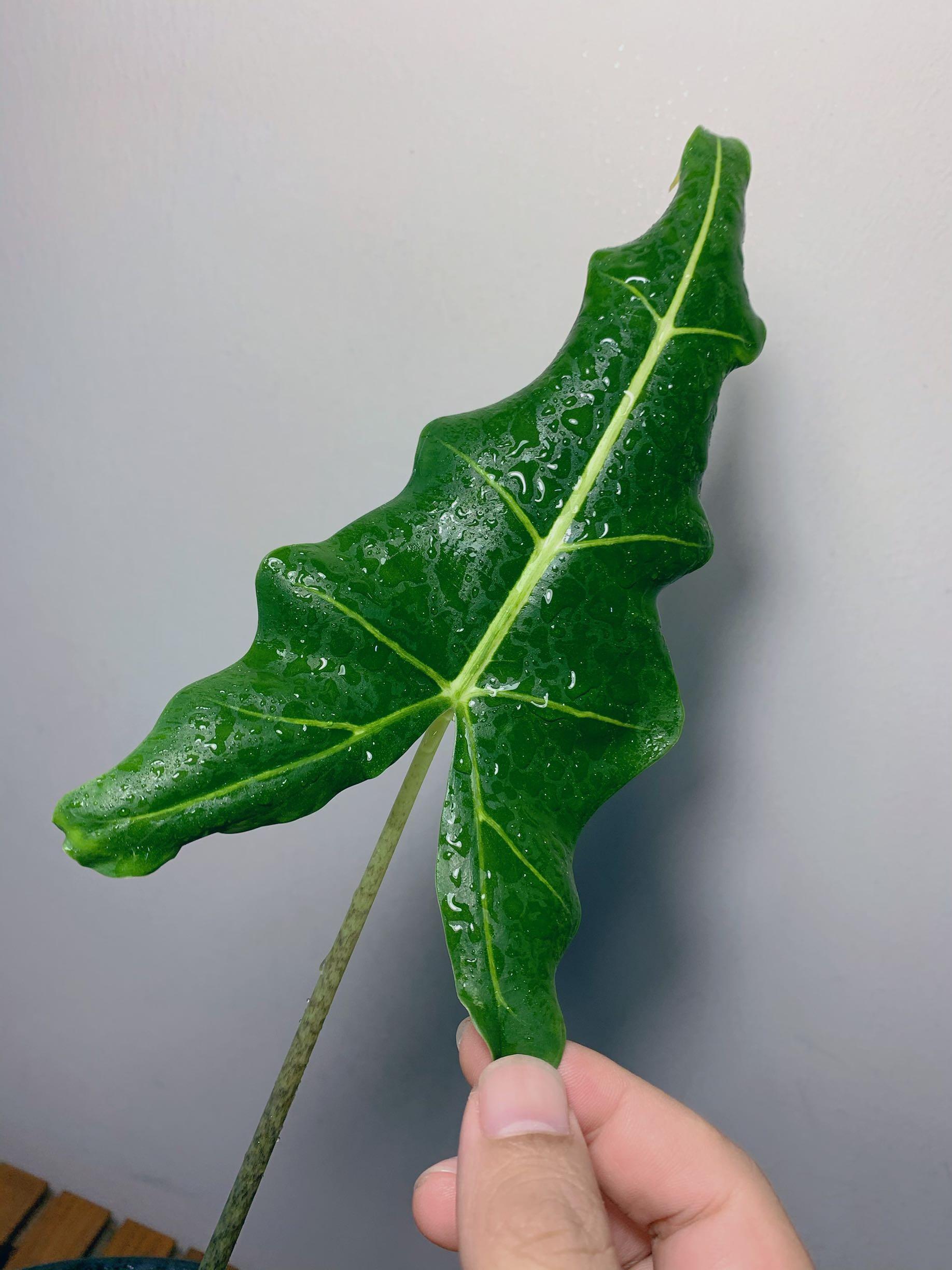 Alocasia Sarian, Furniture & Home Living, Gardening, Plants & Seeds on