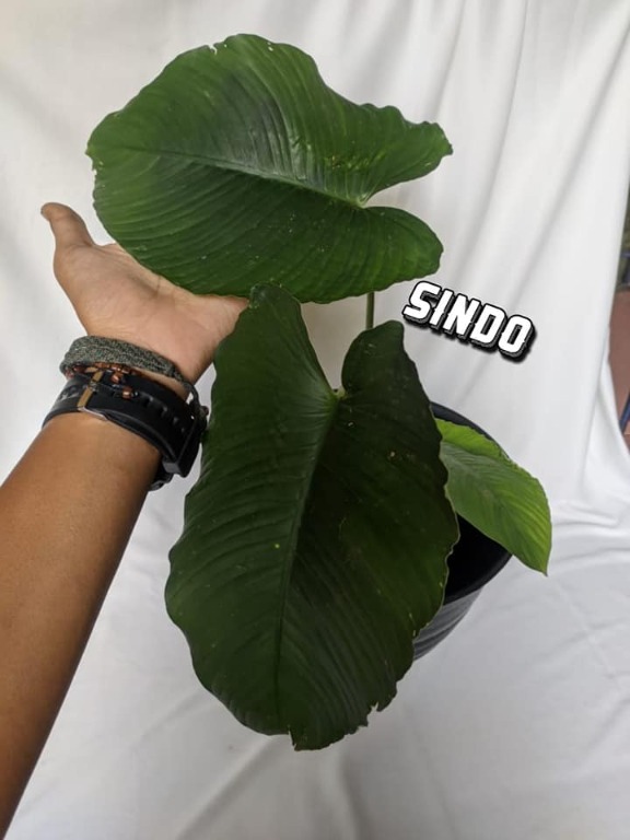 HOMALOMENA SP JAVA R130321-67, Furniture & Home Living, Gardening ...