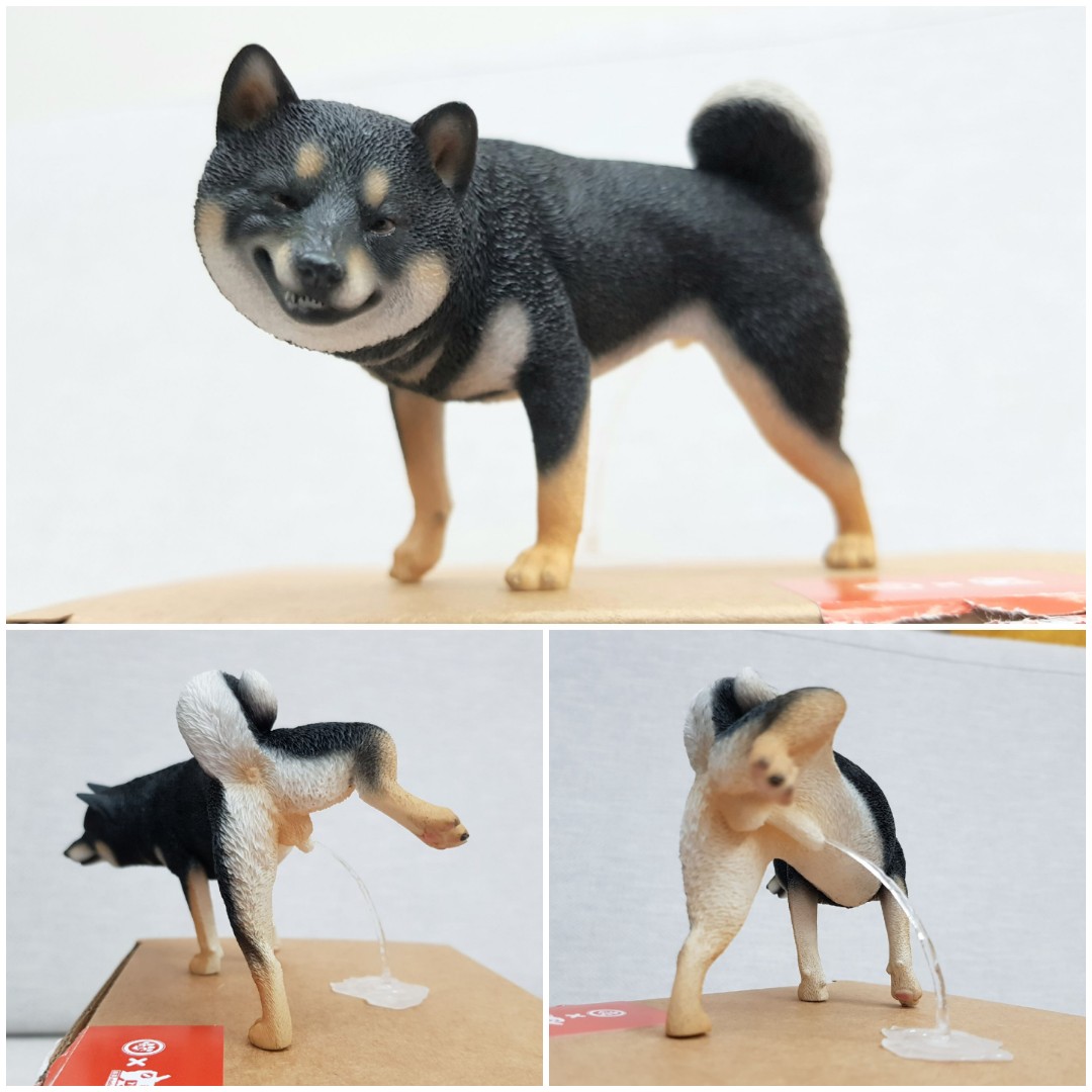 Shiba inu peeing sale in the house