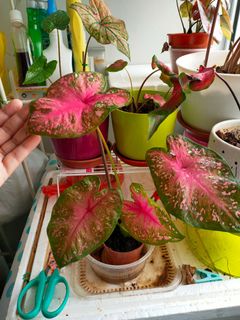 (Category: ) located in . Submitted by ms.lv (Listing ID 1074891101, Image 1). Description: .