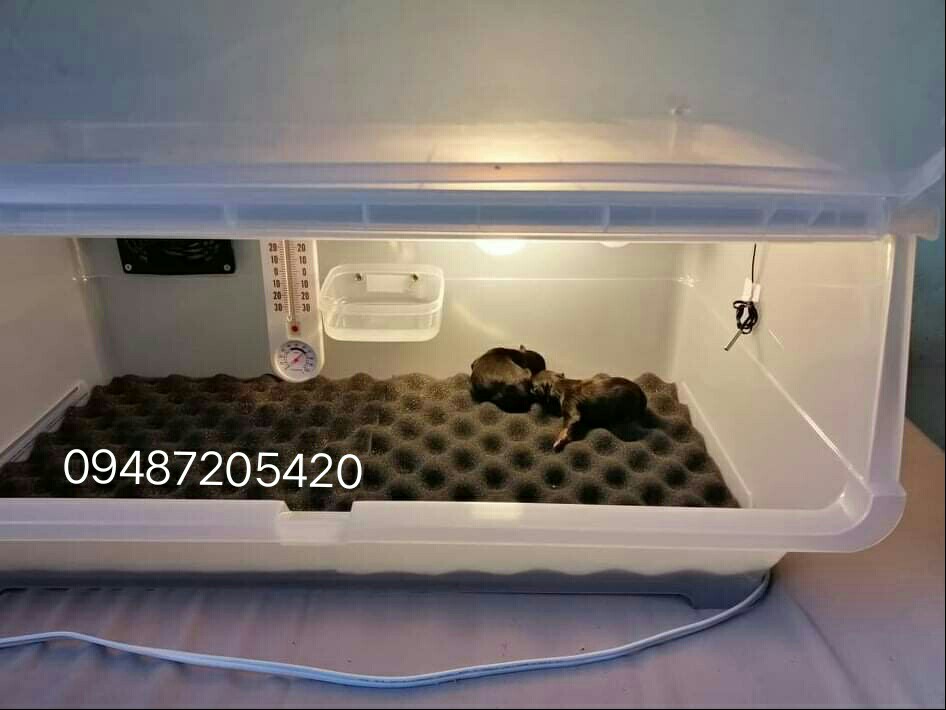 Puppy incubator for newborn puppies and kittens, Pet Supplies, Homes