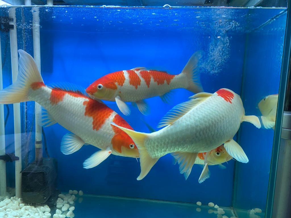 Fish 錦鯉4 條連櫃 其他 其他 Carousell