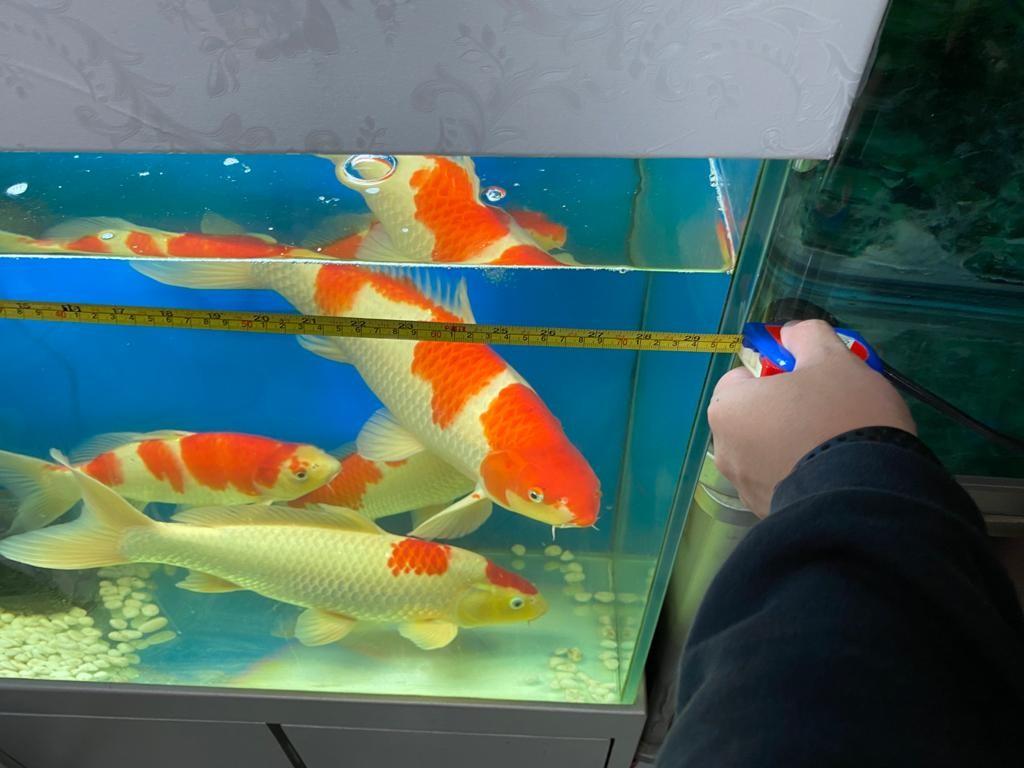 Fish 錦鯉4 條連櫃 其他 其他 Carousell Fish 錦鯉4 條連櫃 其他 其他 Carousell