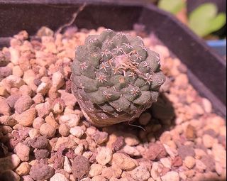 （分類：）位於 。 由 planting.buzz 提交（商品編號 1075099577，圖片 1）。簡介： 。