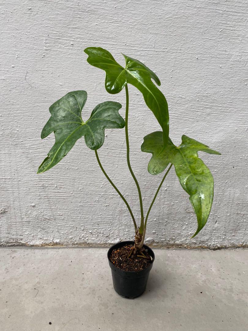 Anthurium Macrolobium, Furniture & Home Living, Gardening, Plants & Seeds  on Carousell