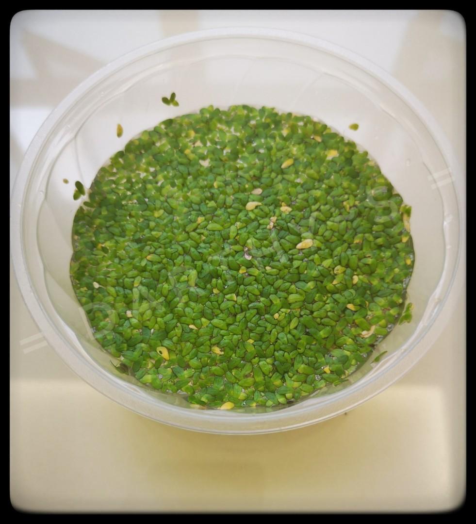 Aquatic plants clearance! 1, Furniture & Home Living, Gardening