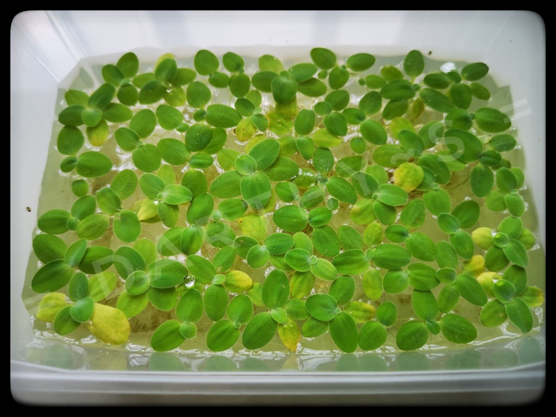 Aquatic plants clearance! 1, Furniture & Home Living, Gardening