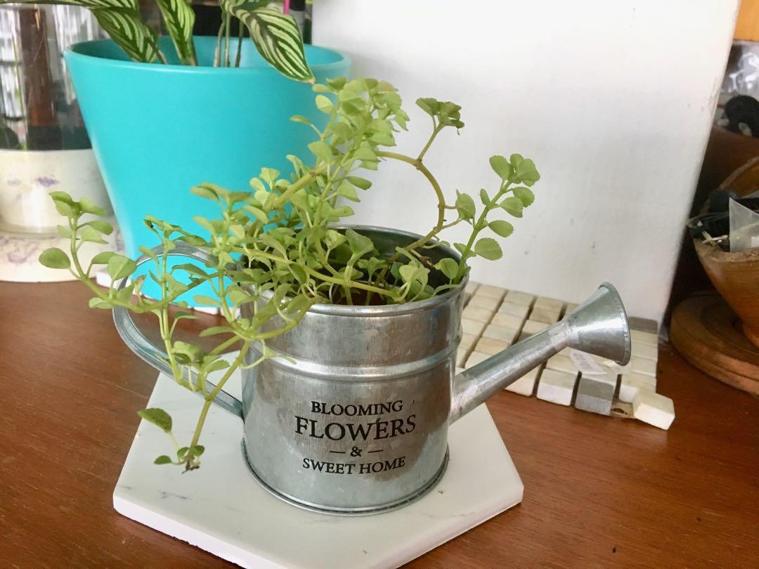 Growing vine plant in a miniature watering can, Furniture & Home Living