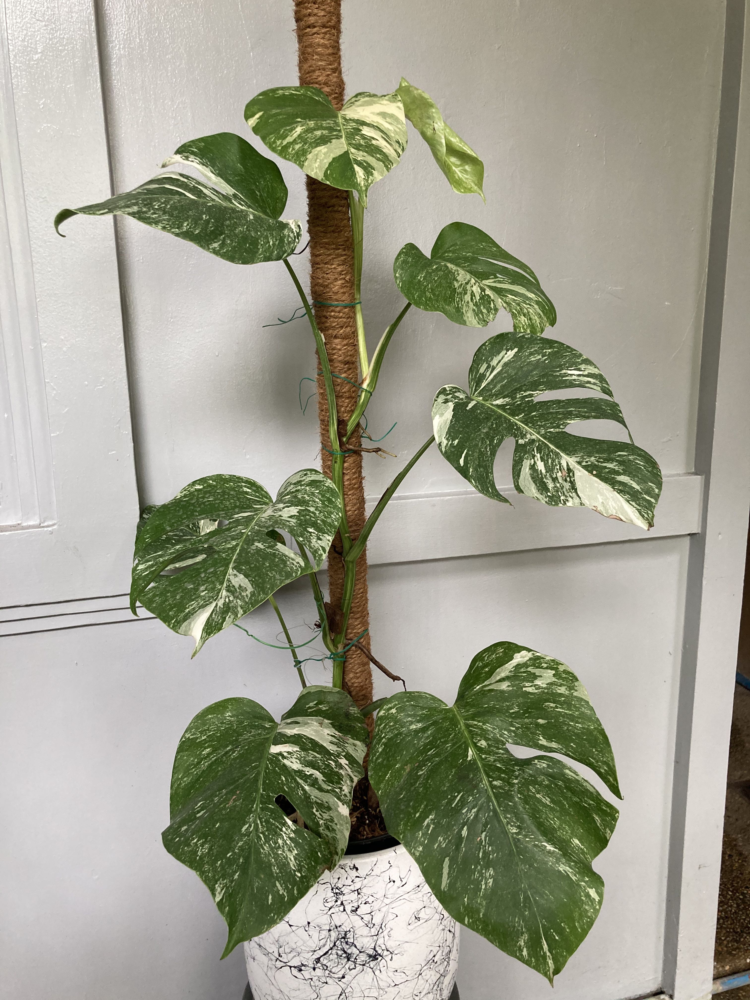 Monstera white tiger