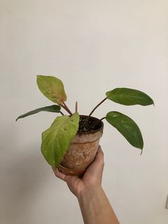 （分類：）位於 。 由 ronboss120 提交（商品編號 1075230213，圖片 1）。簡介： 。