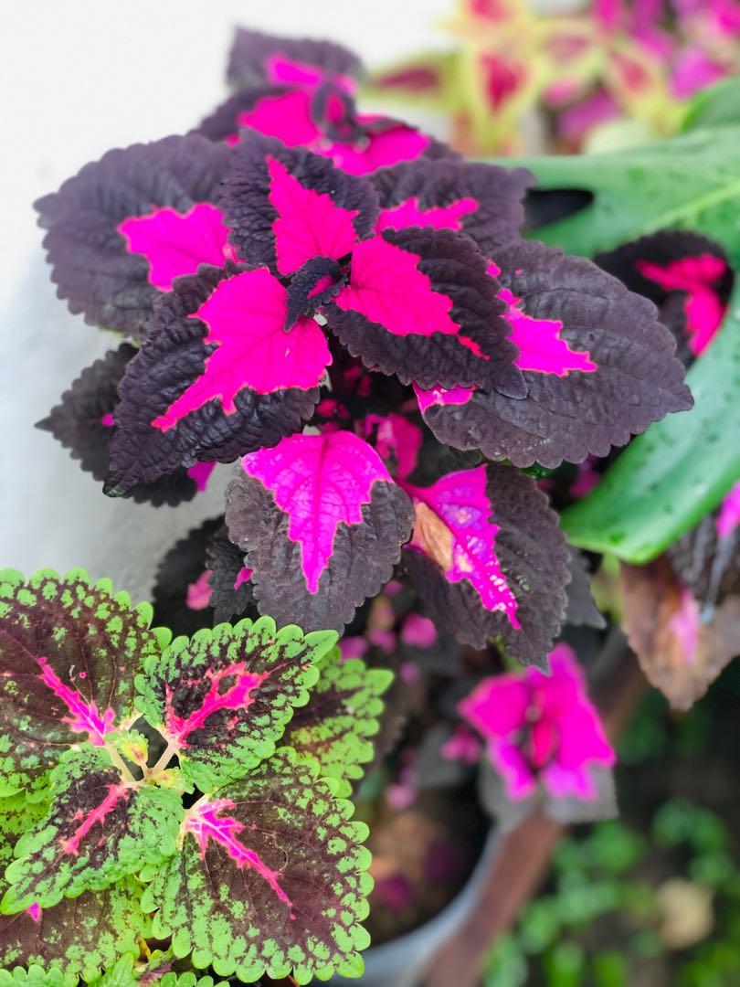 Pokok Hati Hati Home Furniture Gardening On Carousell