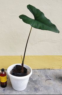 (Category: ) located in . Submitted by greentek (Listing ID 1075185130, Image 1). Description: .