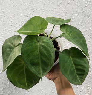 Aex0w3qnswoh M Singonium nozhkovidniy (syngonium podophyllum schott). https www carousell sg q plants 1810 syngonium