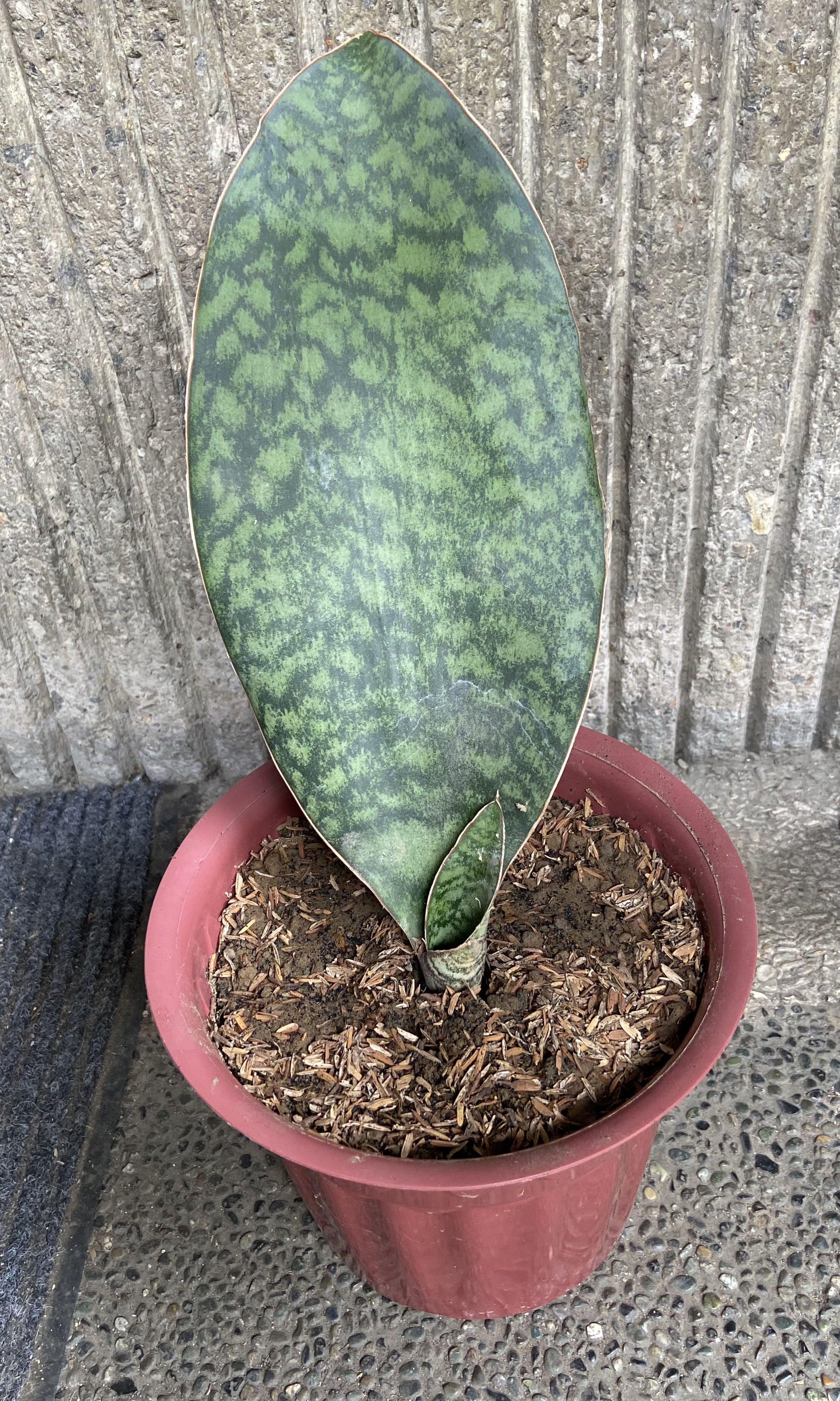 Whale Fin Snake Plant Furniture Home Living Gardening Plants Seeds On Carousell