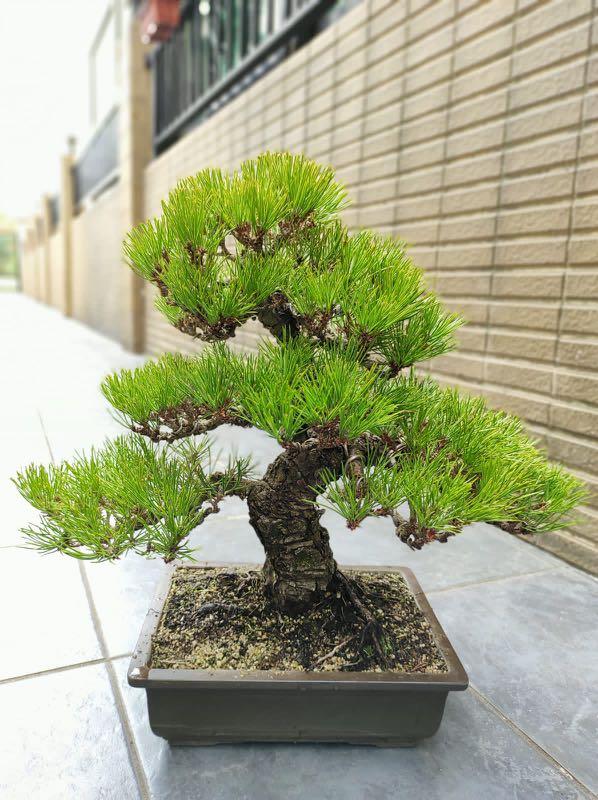 日本直送黑松45cm （盆景盆栽真柏松柏bonsai) , 傢俬＆家居, 園藝