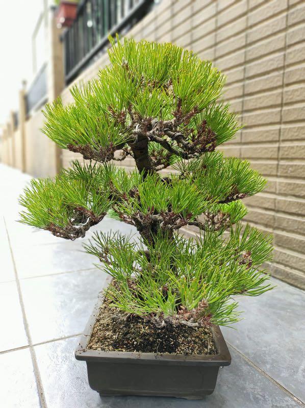 行山　浅め　盆栽鉢 m2782.jpg