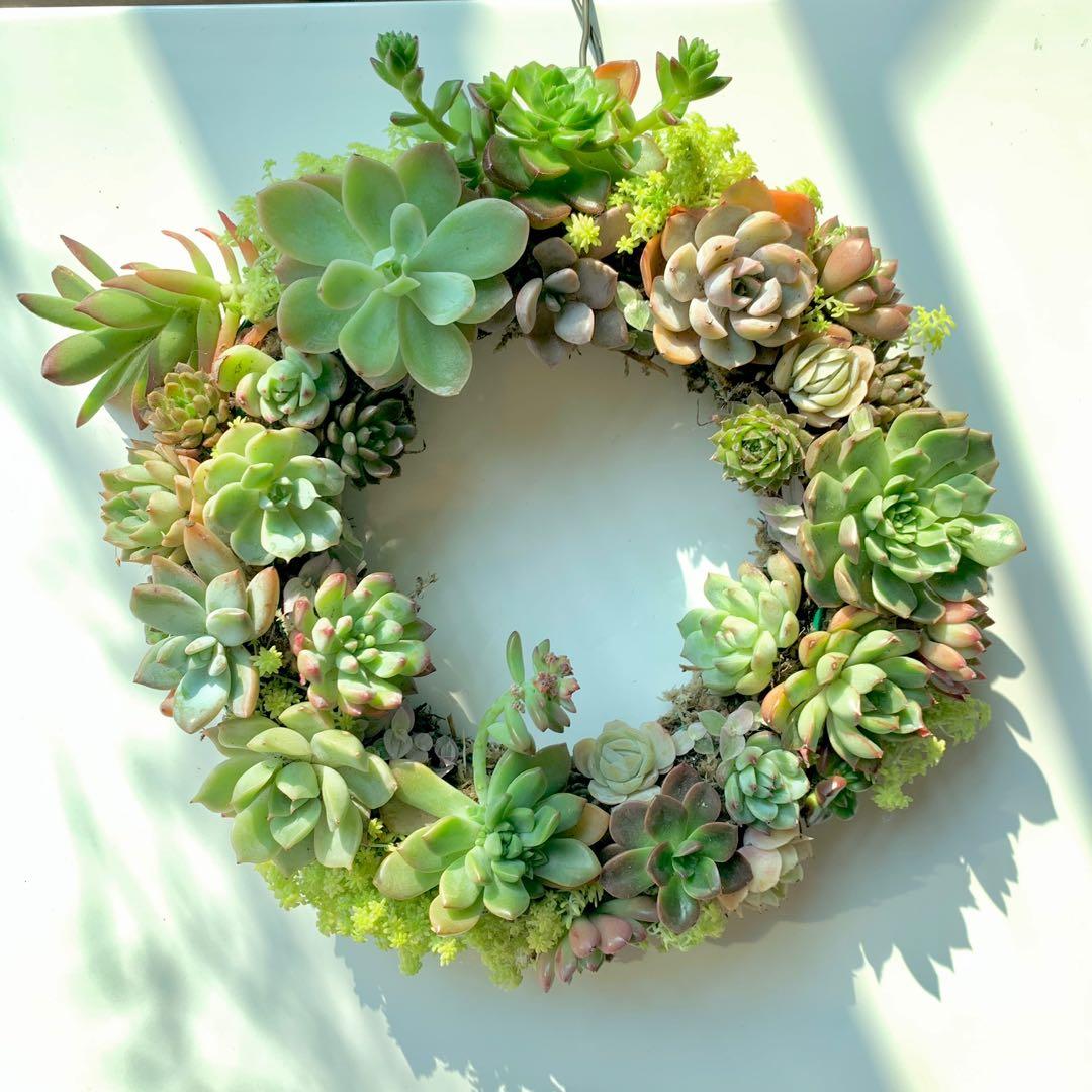 真 肉肉花圈 多肉送禮 生日 植物 仙人掌 傢俬 家居 園藝on Carousell