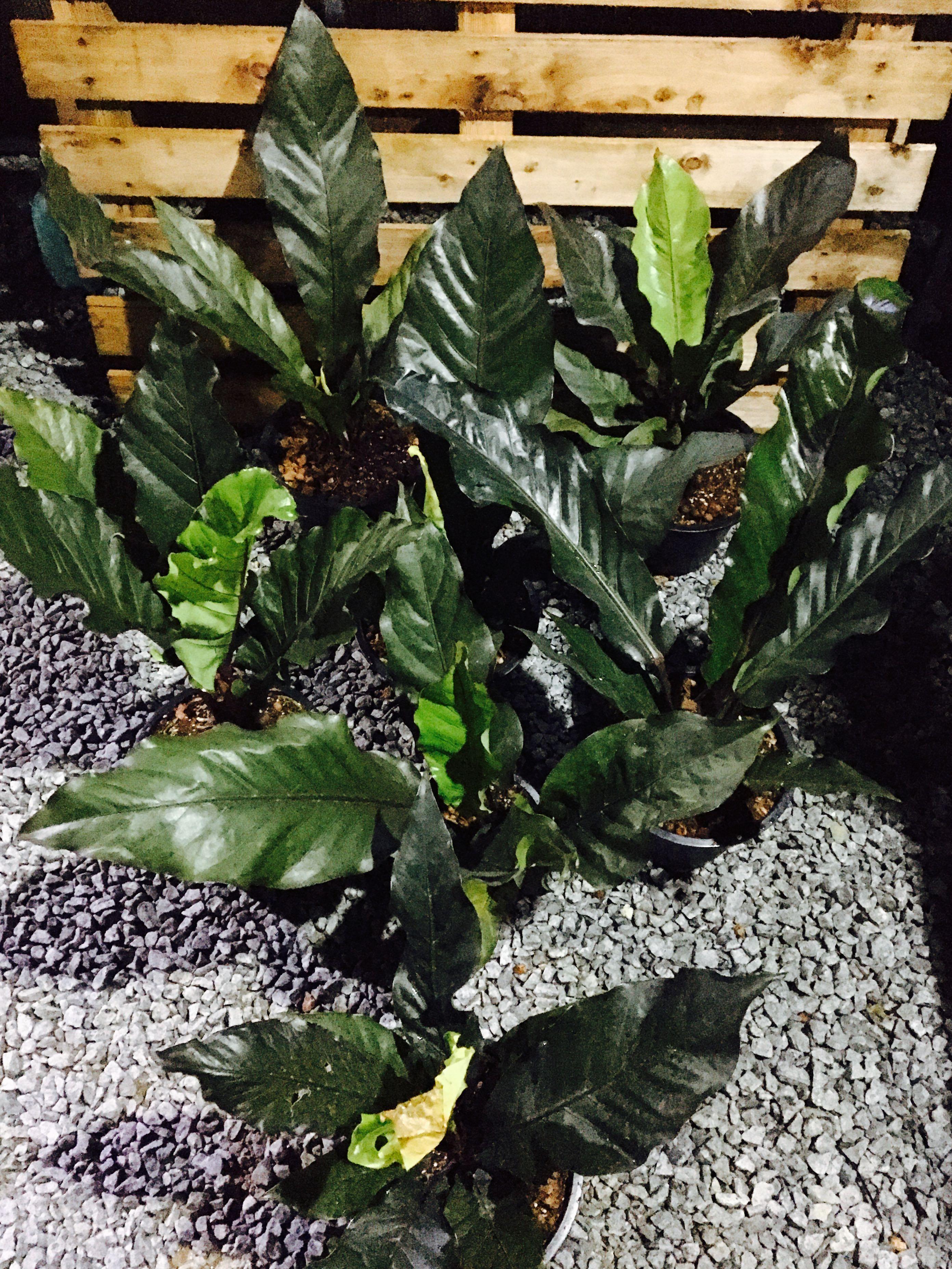 Anthurium Black Dragon, Furniture & Home Living, Gardening, Pots & Planters on Carousell