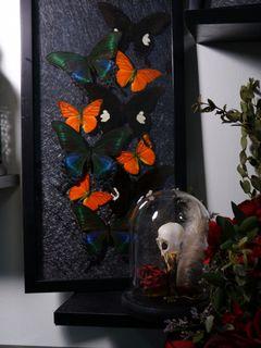 Extra Large Butterfly Frame Taxidermy