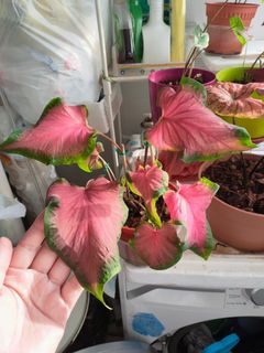 (Category: ) located in . Submitted by ms.lv (Listing ID 1075376714, Image 1). Description: .