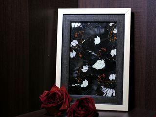 Framed Butterfly Wings 4