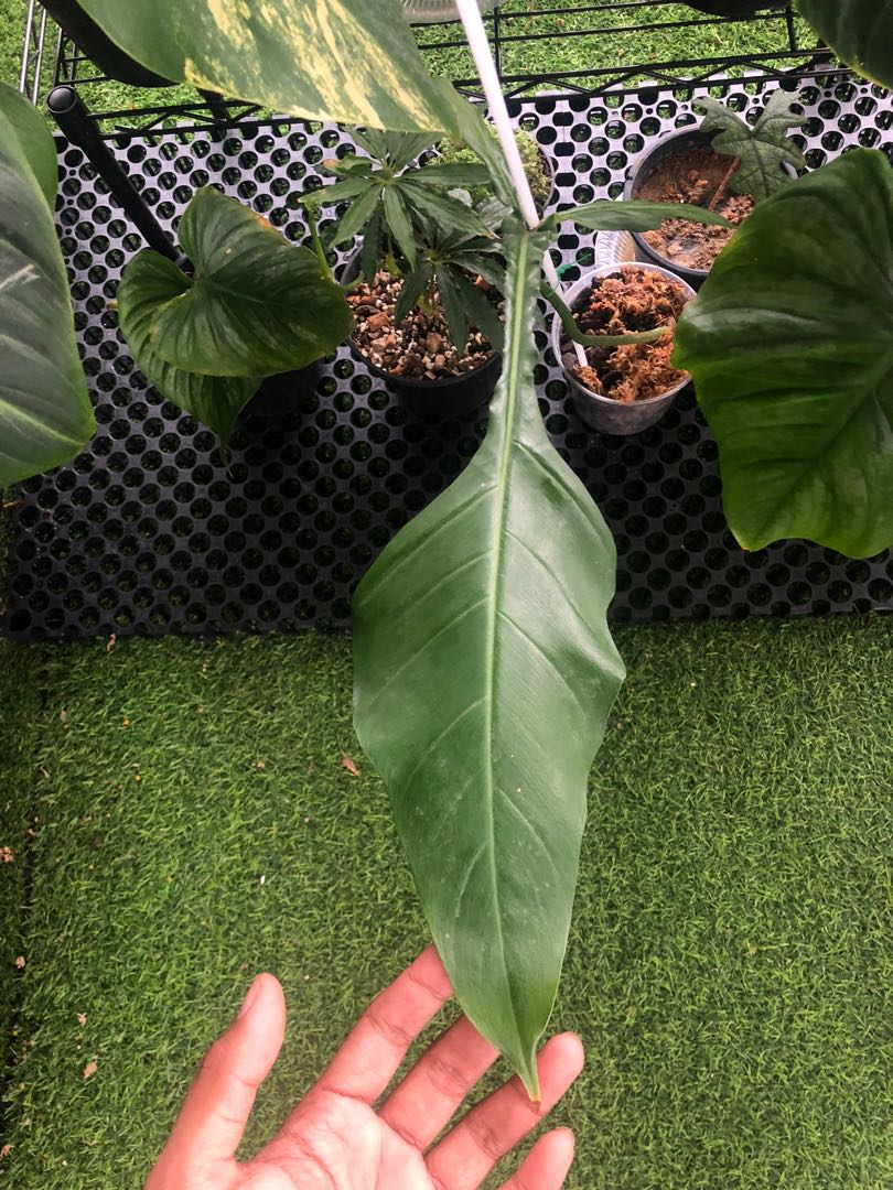 philodendron joepii, Furniture Home Living, Gardening, Plants Seeds on Carousell philodendron joepii, Furniture Home Living, Gardening, Plants Seeds on Carousell