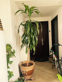 (Category: ) located in . Submitted by tinasingapore (Listing ID 1075340182, Image 1). Description: .