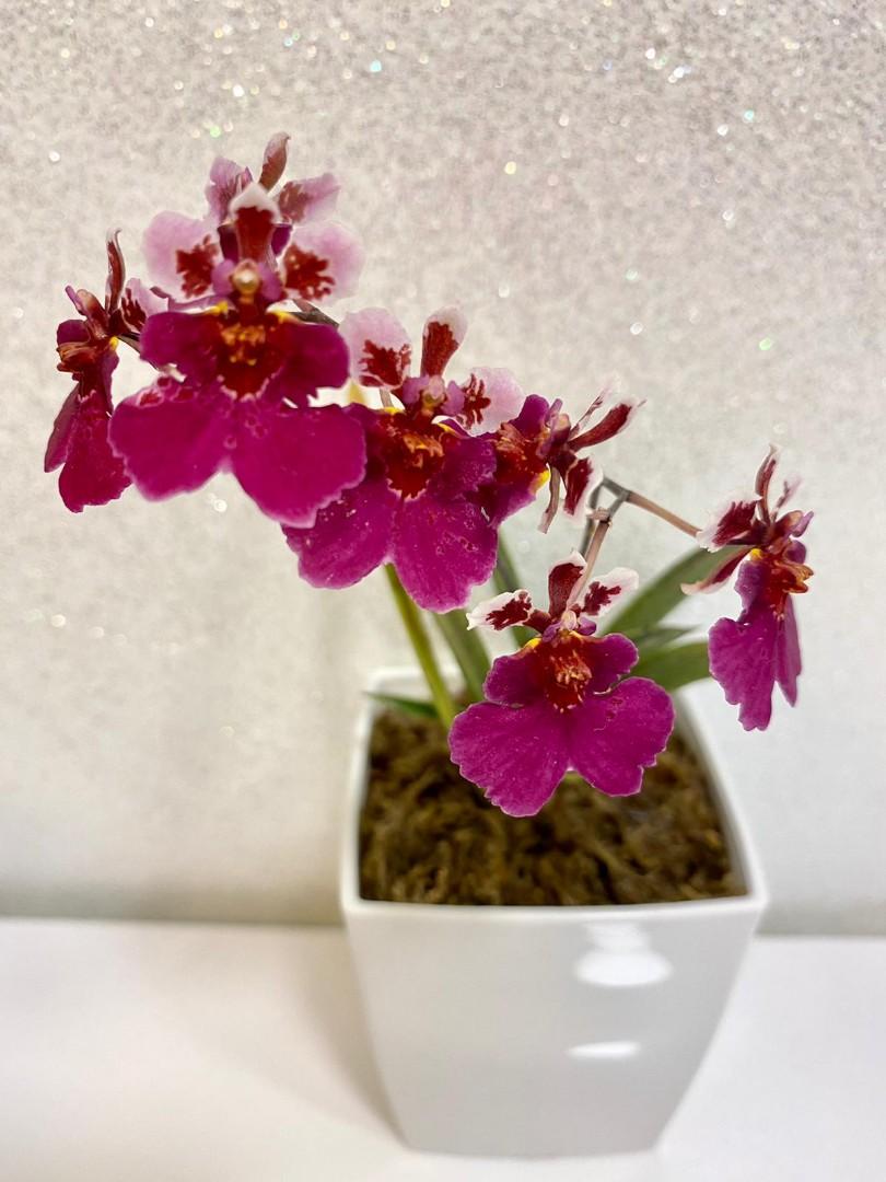 tolumnia red berry miniature equitant oncidium dwarf orchid plant 2 flower stalks furniture home living home decor artificial plants flowers on carousell
