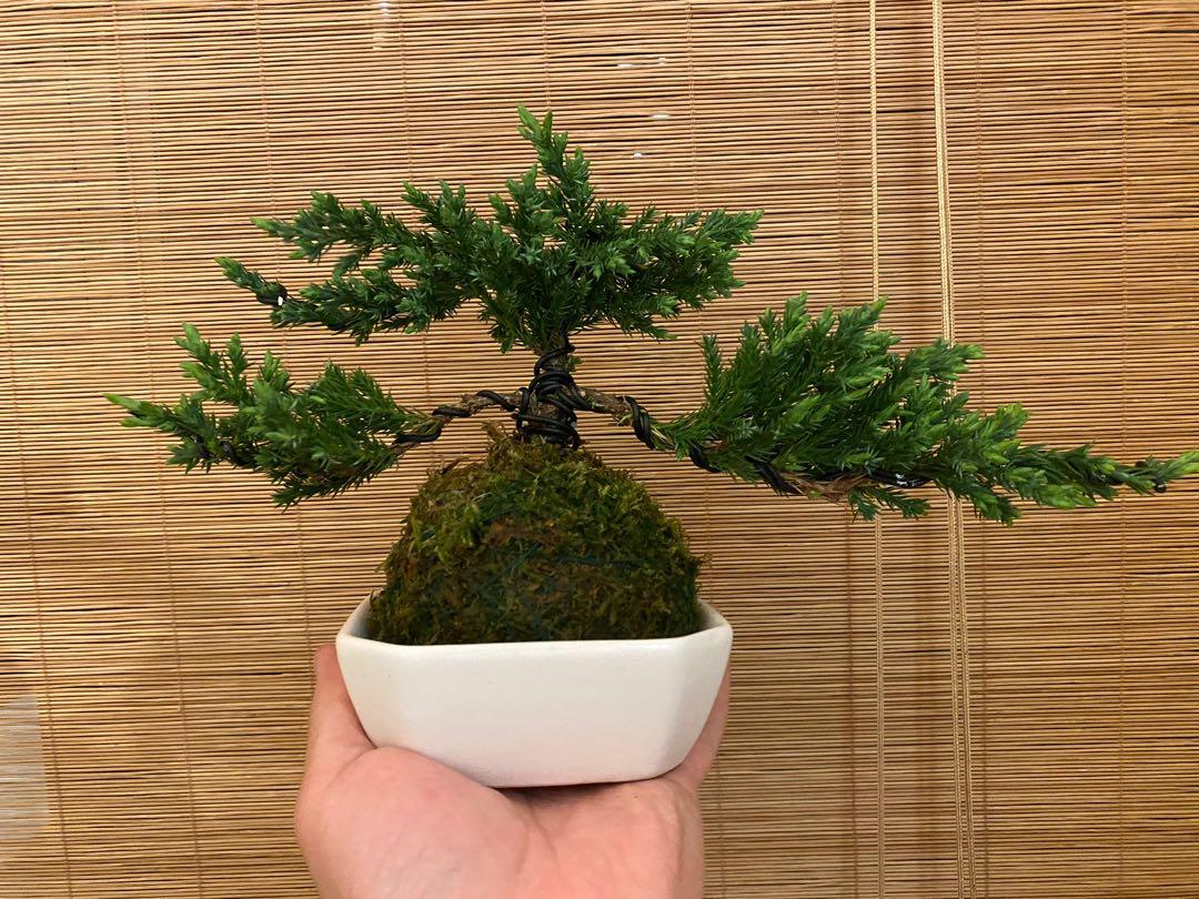 做型珍珠柏盆景 魚川真柏 黃金柏 羅漢松 五葉松 傢俬 家居 Gardening Plants Carousell