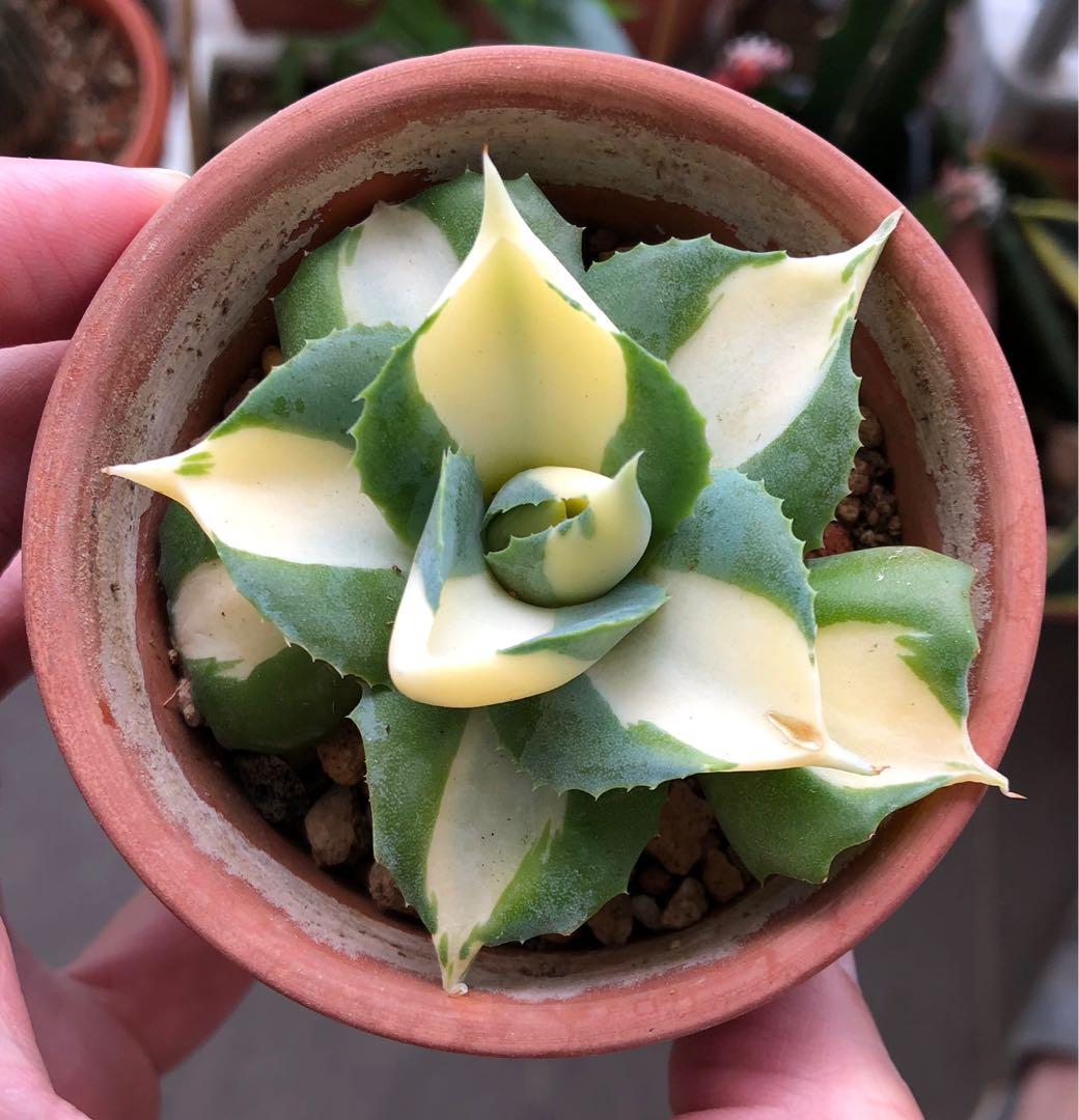 Agave “Ohi Raijin Shiro Nakafu” Yellow variegation, Furniture
