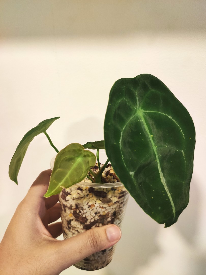 Anthurium Forgetii Dark Form Home Furniture Gardening On Carousell