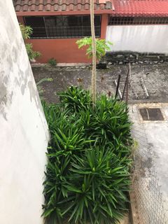 (Category: ) located in . Submitted by mohd_afiq_199 (Listing ID 1075554700, Image 1). Description: .