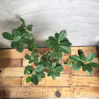 (Category: ) located in . Submitted by plantetc (Listing ID 1075638286, Image 1). Description: .