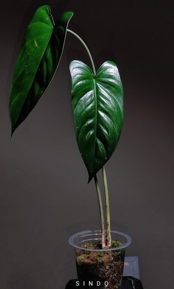 Rare Homalomena sp Java R160321-78, Gardening, Plants on Carousell