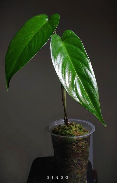 Rare Homalomena sp Java R160321-82, Furniture & Home Living, Gardening ...